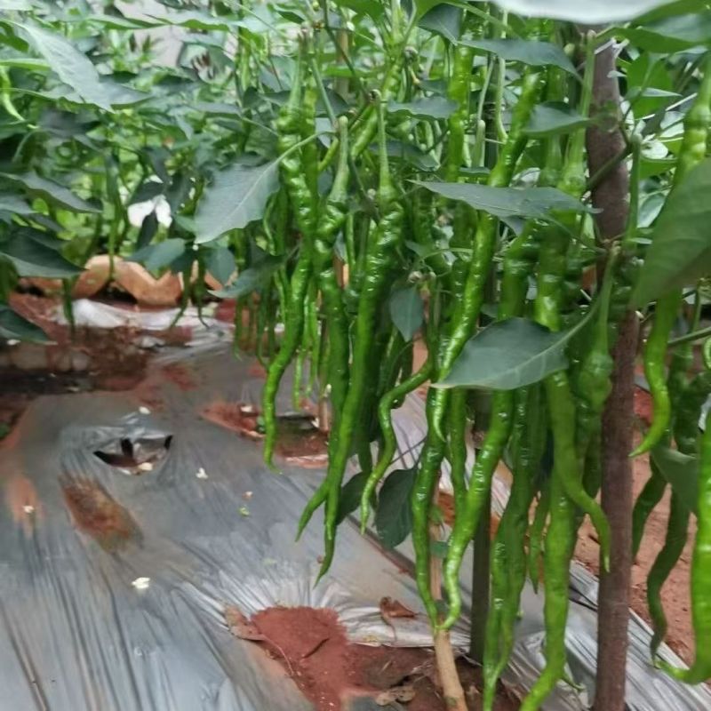 小赛道全螺旋螺丝椒长线辣椒种子长果早熟辣味浓抗病性强基地