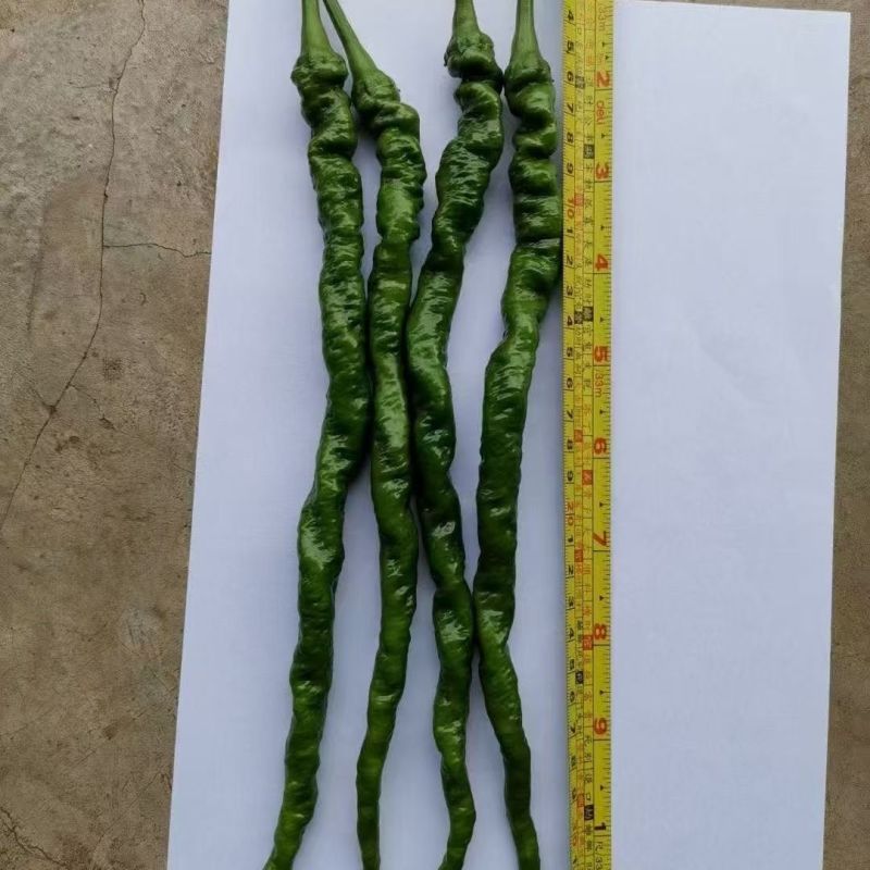 小赛道全螺旋螺丝椒长线辣椒种子长果早熟辣味浓抗病性强基地