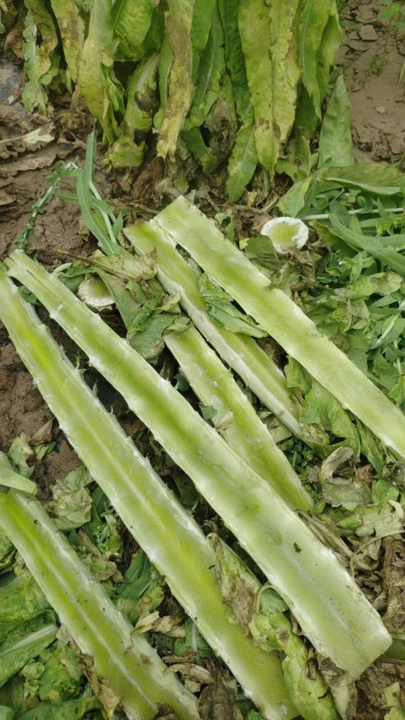 滨州青皮青肉的鲜莴苣肉大批量上市供应，个大肉多。出品率高