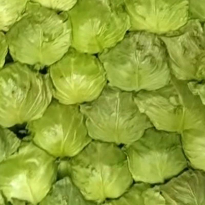 牛心甘蓝