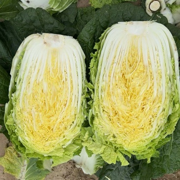 大白菜黄心白菜