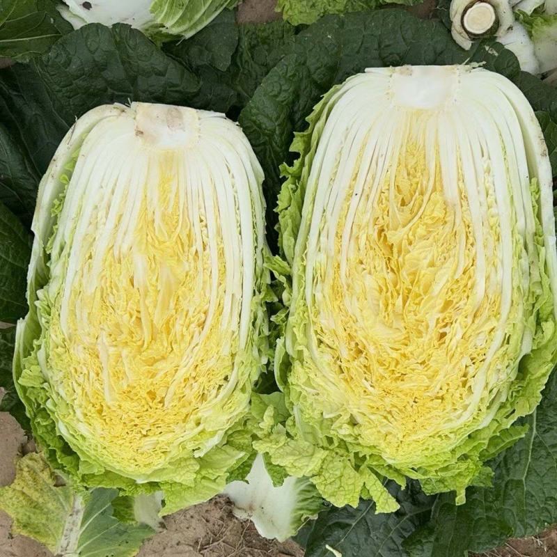 大白菜黄心白菜