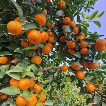 正宗沙糖橘：中偏大果，细皮干净，甜过初恋！