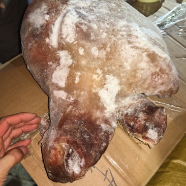 牛头肉清水退毛8成熟刀削毛纯干货，抽真空好看