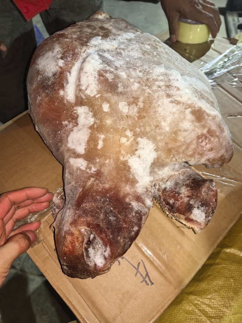 牛头肉清水退毛8成熟刀削毛纯干货，抽真空好看