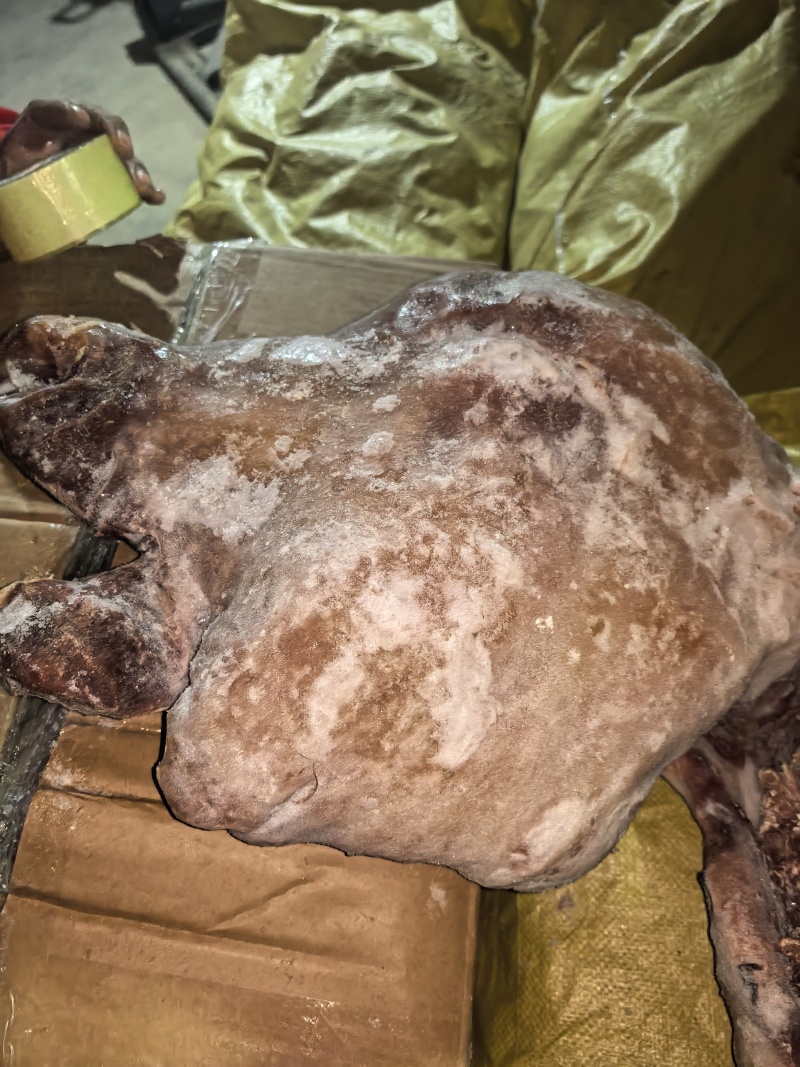 牛头肉清水退毛8成熟刀削毛纯干货，抽真空好看