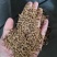 细辛辽细辛各种规格批发零售量大优惠