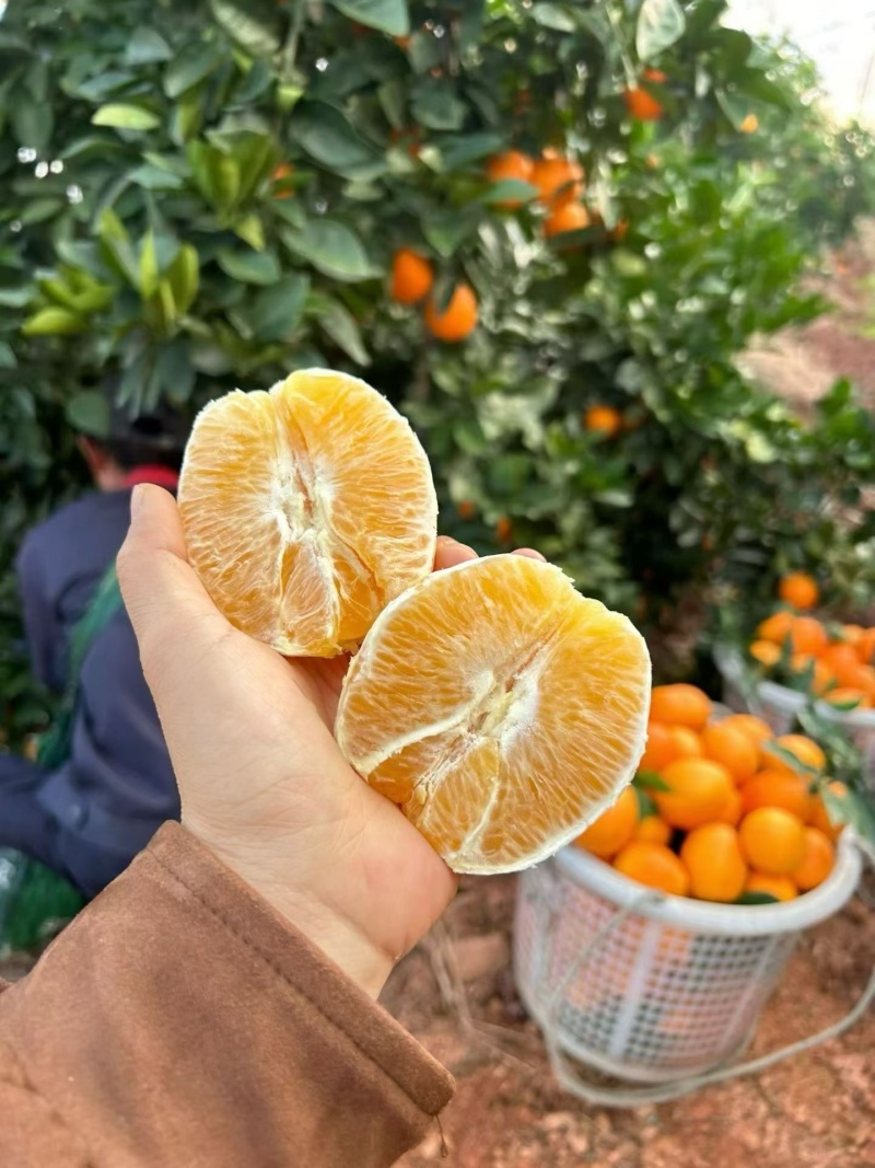 赣南脐橙寻乌县自家果园现摘现发