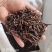 钩藤中药材新货正品勾藤钓藤藤勾藤茶双钩倒挂鹰爪风钩
