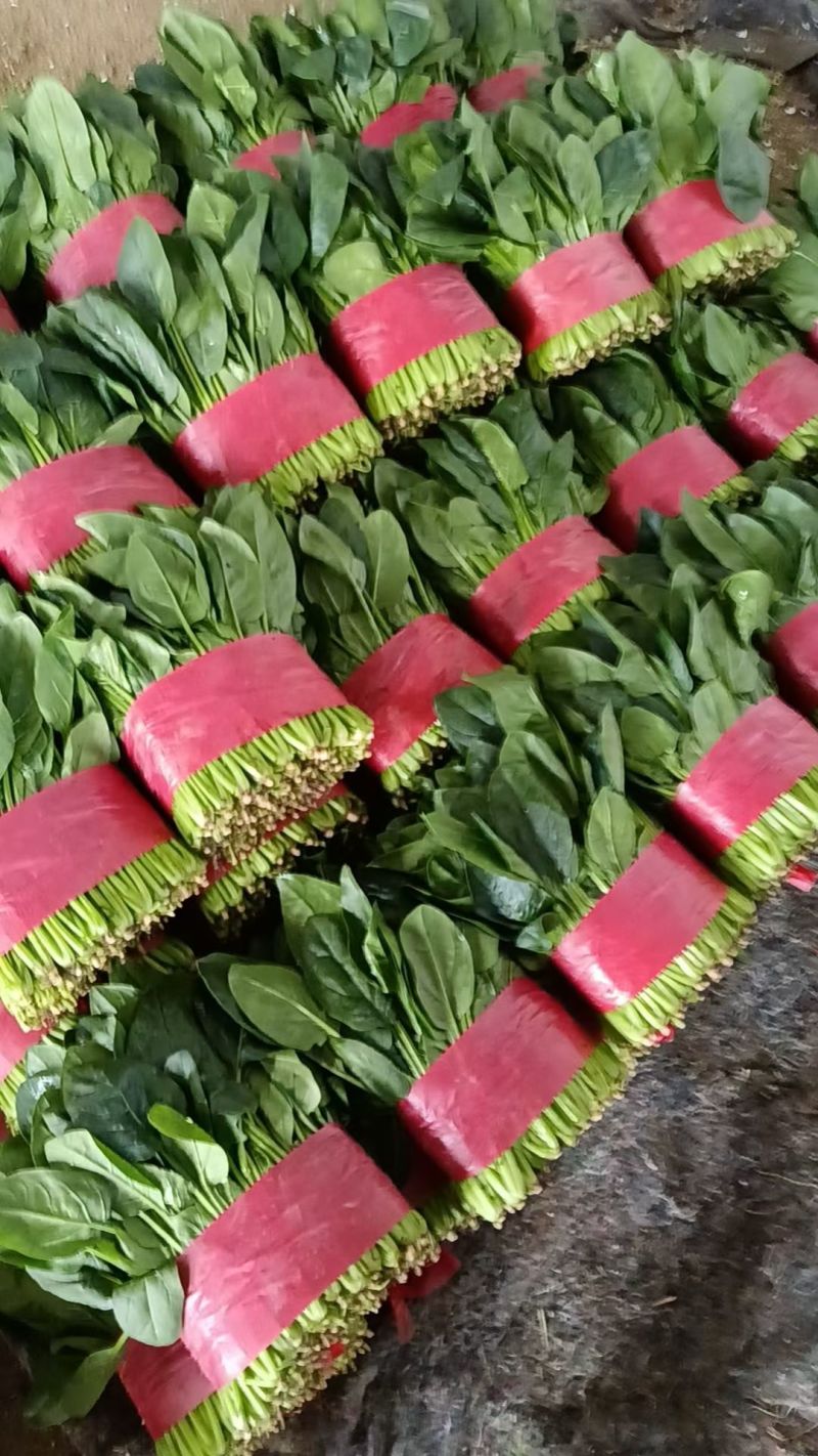 精品菠菜装箱打捆各种规格都有专业加工团队货源充足