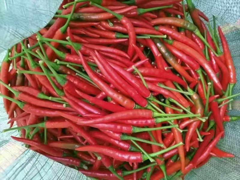 小辣椒大量上市