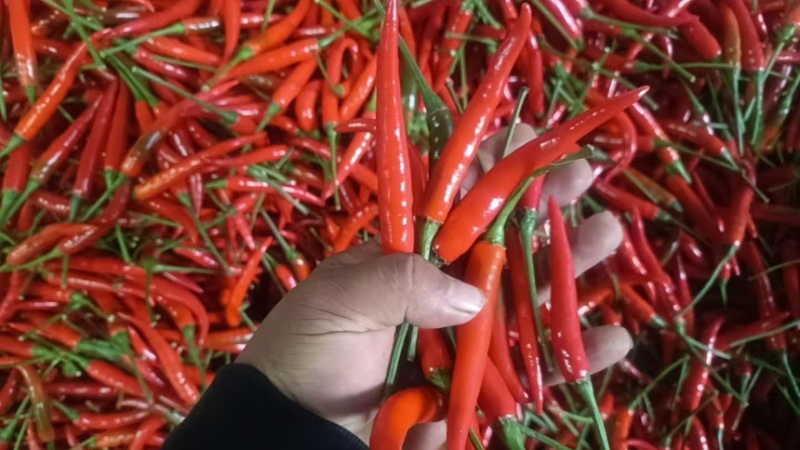 小辣椒大量上市
