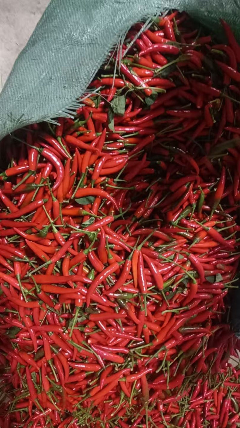 小辣椒大量上市