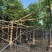 仁面树12-13cm高400-450cm四季常绿