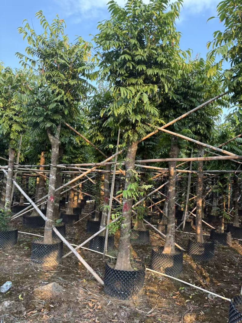 仁面树12-13cm高400-450cm四季常绿