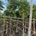 仁面树12-13cm高400-450cm四季常绿