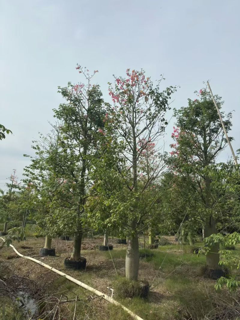 大腹木棉30-40cm，高70-800cm，观花乔木