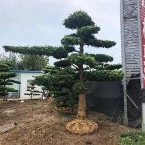 罗汉松己修剪绑扎成型80一90高3公分粗带铁线有±有叶