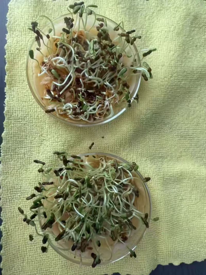 田菁种子别名碱菁涝豆耐涝耐旱盐碱土壤改良牧草果园固氮绿肥