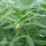 田菁种子别名碱菁涝豆耐涝耐旱盐碱土壤改良牧草果园固氮绿肥