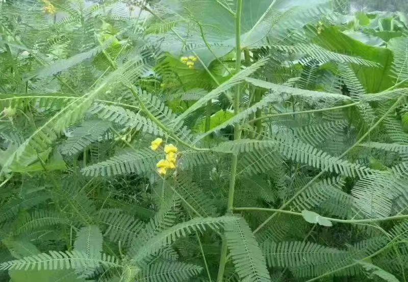 田菁种子别名碱菁涝豆耐涝耐旱盐碱土壤改良牧草果园固氮绿肥