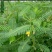 田菁种子别名碱菁涝豆耐涝耐旱盐碱土壤改良牧草果园固氮绿肥