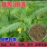田菁种子别名碱菁涝豆耐涝耐旱盐碱土壤改良牧草果园固氮绿肥