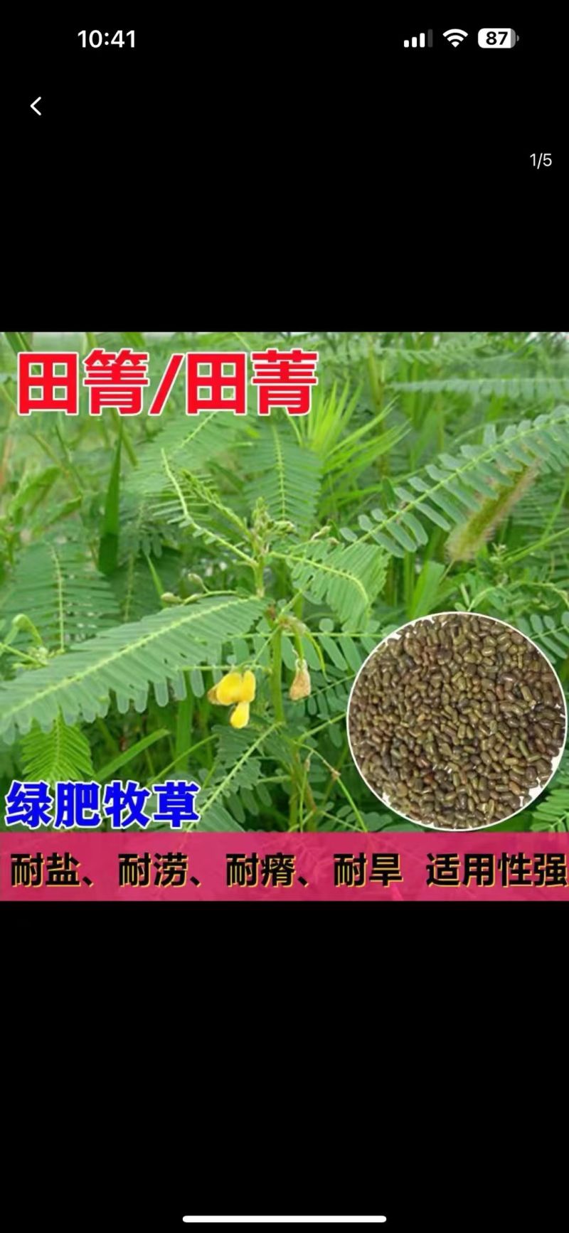 田菁种子别名碱菁涝豆耐涝耐旱盐碱土壤改良牧草果园固氮绿肥