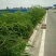 田菁种子别名碱菁涝豆耐涝耐旱盐碱土壤改良牧草果园固氮绿肥