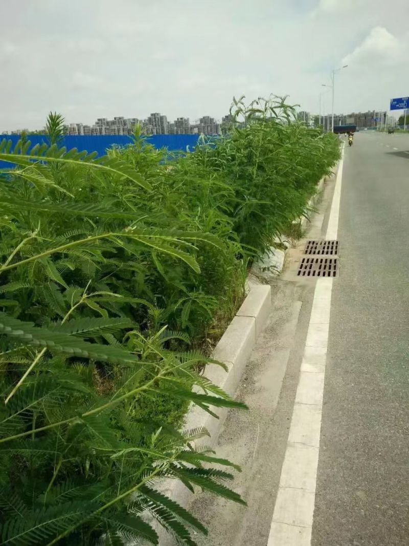 田菁种子别名碱菁涝豆耐涝耐旱盐碱土壤改良牧草果园固氮绿肥
