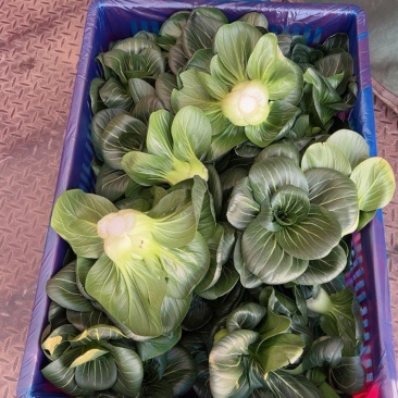 太湖苏州青改良