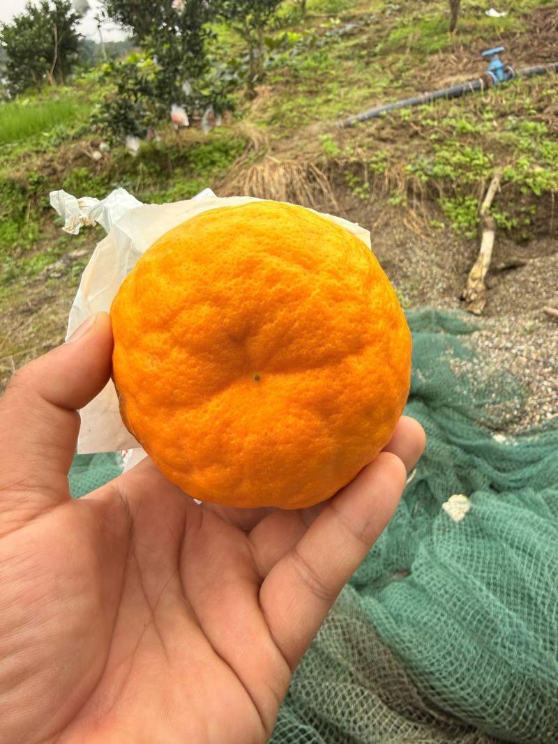 春见耙耙柑
