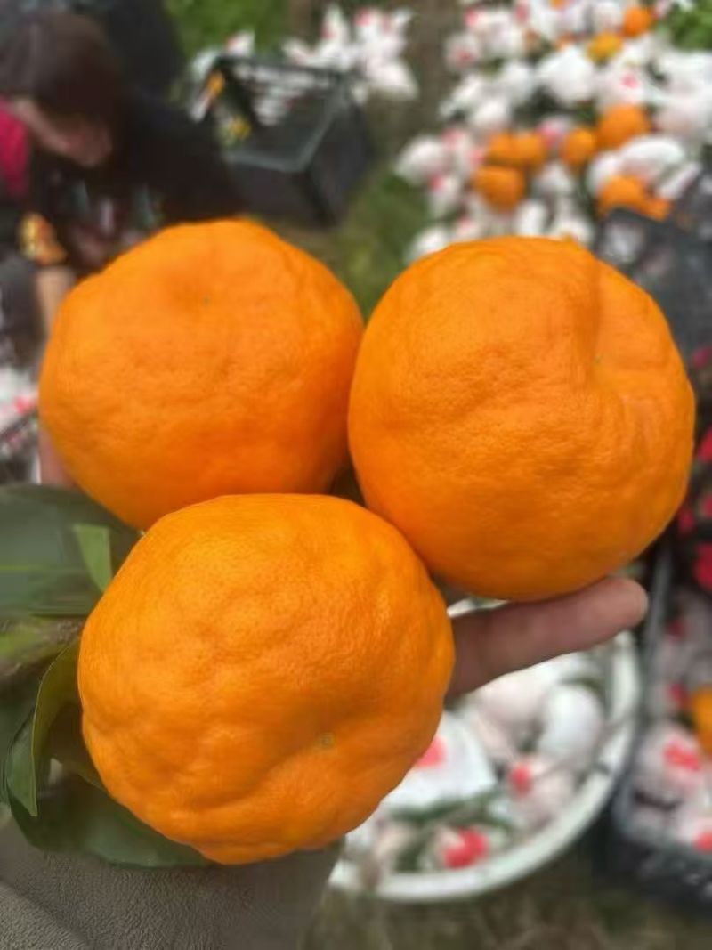 春见耙耙柑