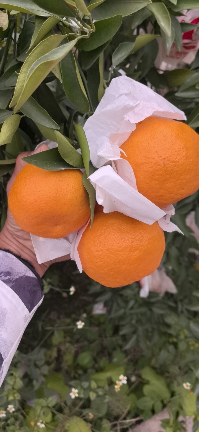 春见耙耙柑