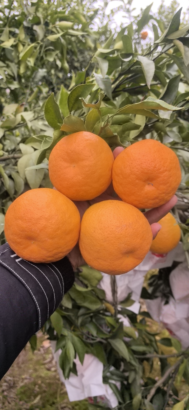 春见耙耙柑