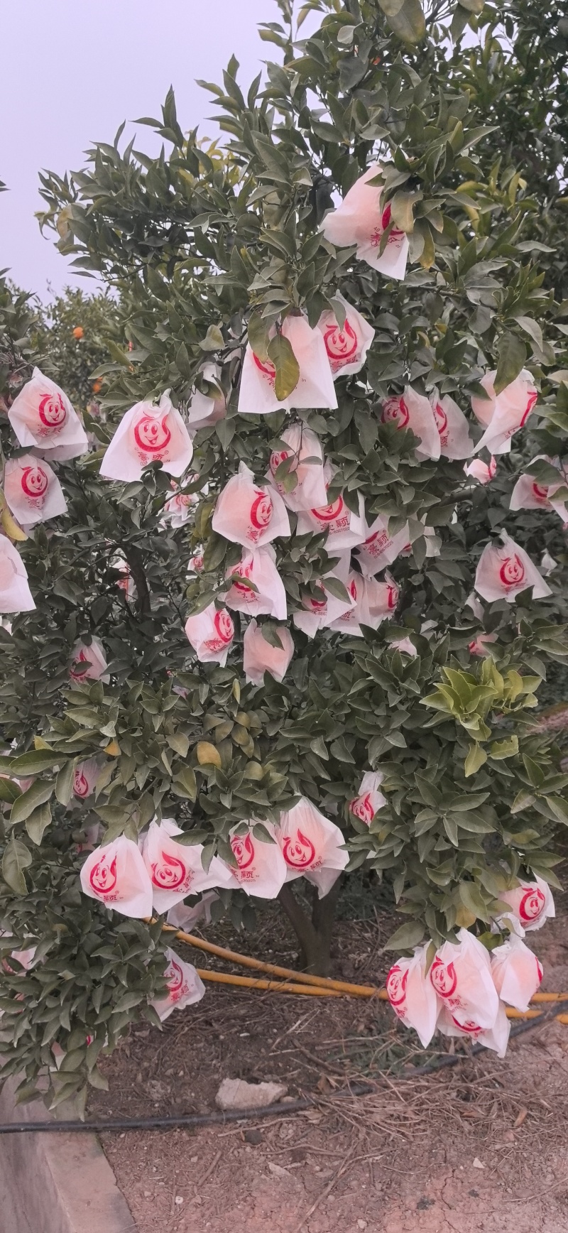 春见耙耙柑