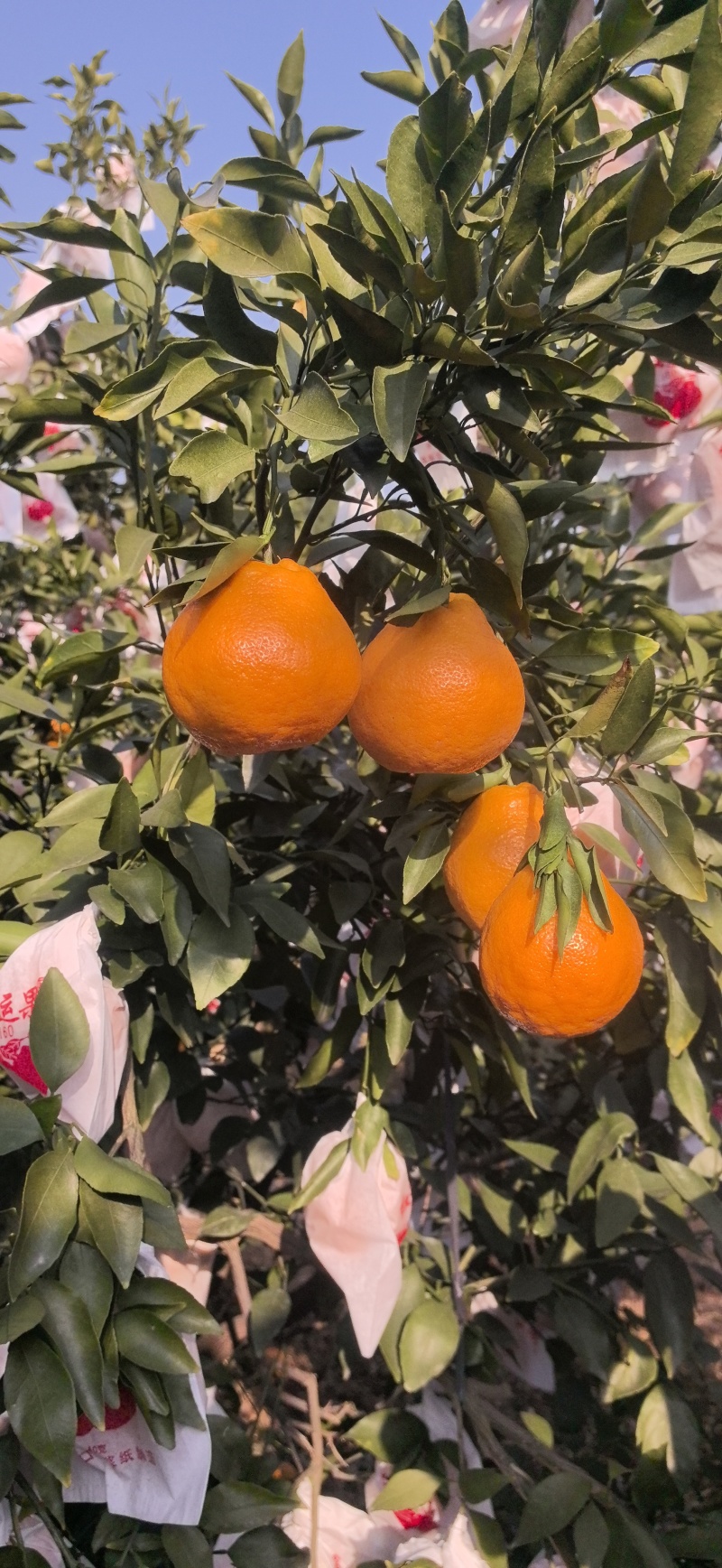 春见耙耙柑