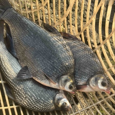 湖北鳊鱼