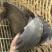 湖北鳊鱼