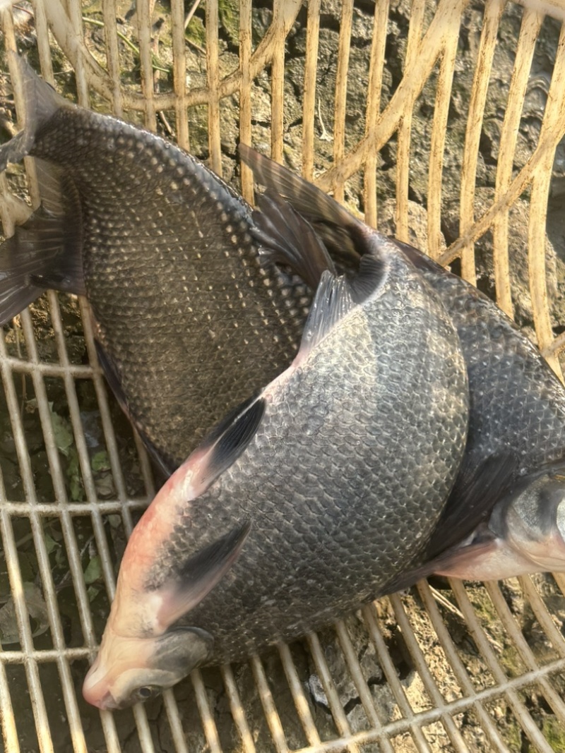 湖北鳊鱼