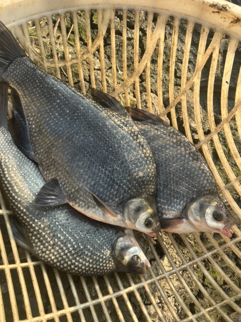 湖北鳊鱼