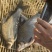 湖北鳊鱼