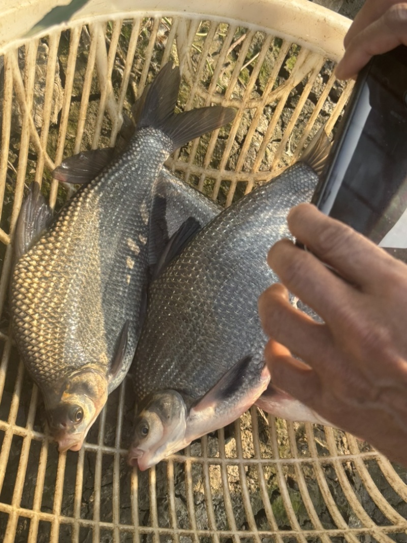 湖北鳊鱼