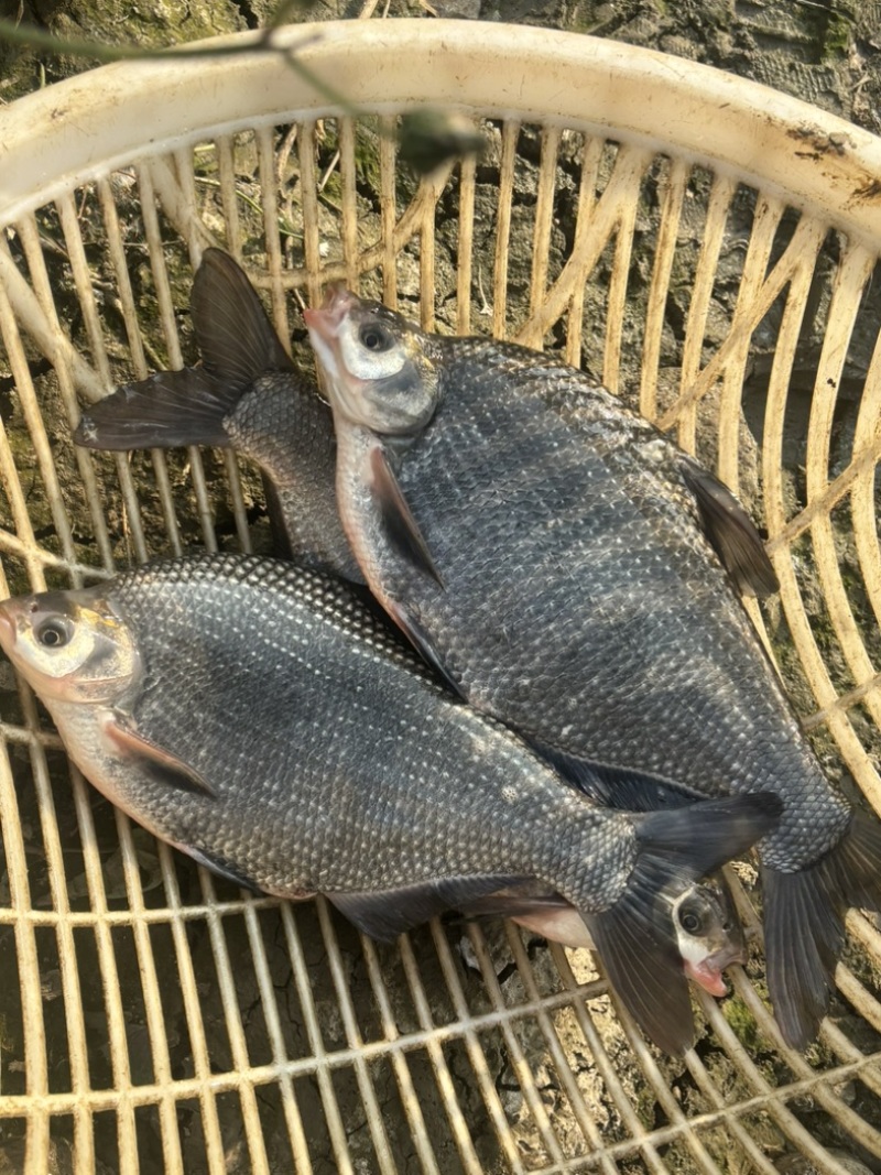 湖北鳊鱼