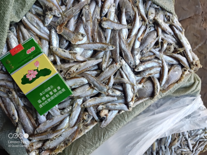 小白条饲料白条鱼喂娃娃鱼甲鱼饵料鱼饲料鱼