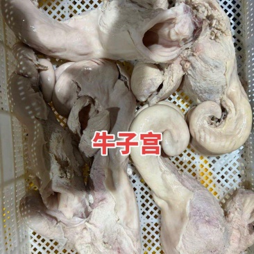 牛子宫