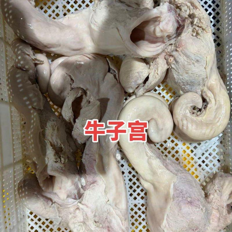 牛子宫