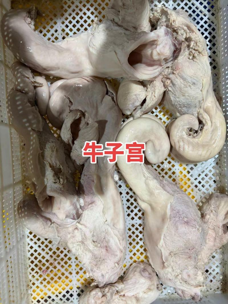 牛子宫