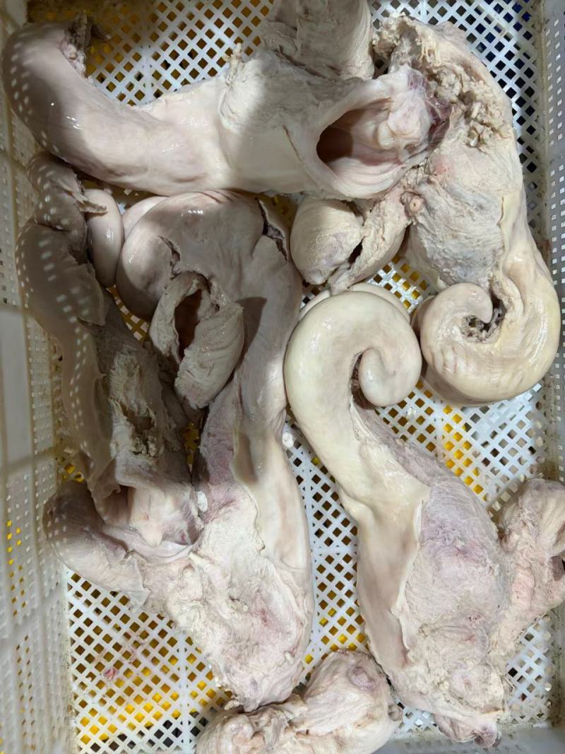 牛子宫