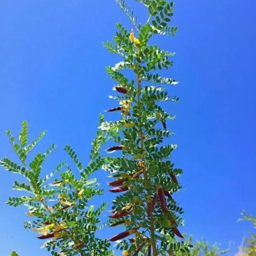 柠条种子林灌木多年生柠条耐旱耐寒耐高温薪炭材花朵好看
